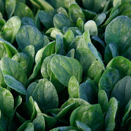 Lakeside, (F1) Spinach Seeds - Packet image number null